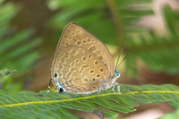 Arhopala aedias id ---6- Chulabhorn - 3/02/26