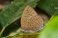 Arhopala aedias id ---10- Chulabhorn - 3/02/26