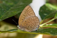 Arhopala aedias id --- Chulabhorn - 3/02/26