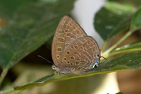 Arhopala aedias id ---15- Chulabhorn - 3/02/26