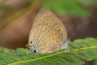 Arhopala aedias id ---2 - Chulabhorn 10 565m- 3/02/26
