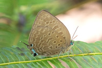 Arhopala aedias id ---20- Chulabhorn - 3/02/26