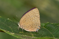 Arhopala aedias id--- Chulabhorn - 3/02/26