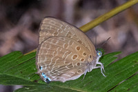 Arhopala aedias-6444- Chulabhorn - 3/02/26