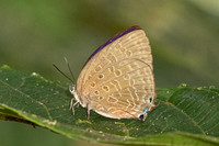 Arhopala aedias id---8- Chulabhorn - 3/02/26