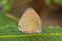 Arhopala aedias id ---42- Chulabhorn - 3/02/26