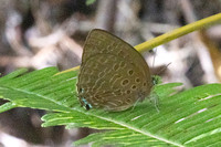 Arhopala aedias-6445- Chulabhorn - 3/02/26