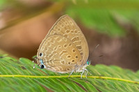 Arhopala aedias id ---47- Chulabhorn - 3/02/26