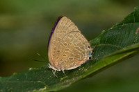 Arhopala aedias id---11- Chulabhorn - 3/02/26