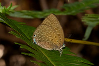Arhopala aedias-6447- Chulabhorn - 3/02/26