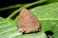 Arhopala amphimuta id ---14- Chulabhorn - 3/02/26