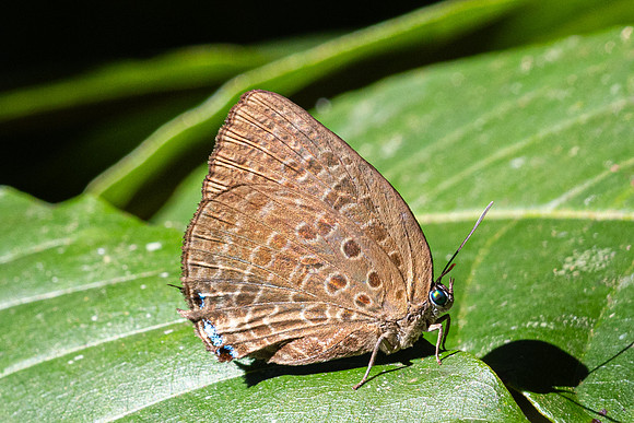 Arhopala amphimuta id ---14- Chulabhorn - 3/02/26
