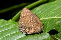 Arhopala amphimuta ou aedias ---18- Chulabhorn - 3/02/26 -