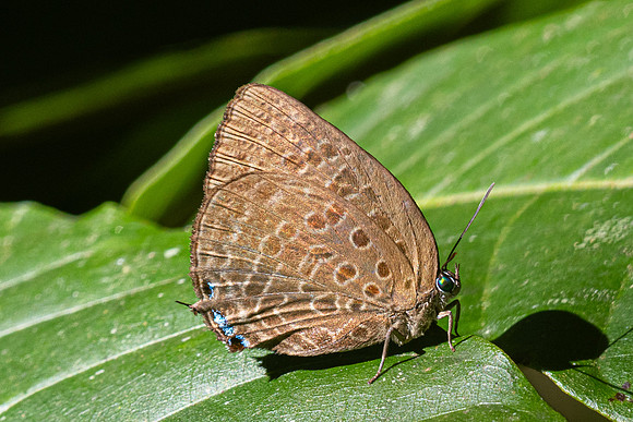 Arhopala amphimuta ou aedias ---18- Chulabhorn - 3/02/26 -