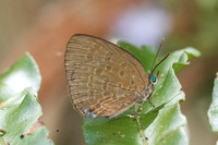 Arhopala kurzi-6397- Chulabhorn - 3/02/26