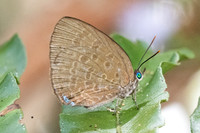 Arhopala kurzi-6400- Chulabhorn - 3/02/26