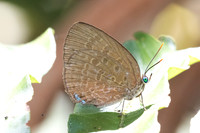 Arhopala kurzi-6401 - Chulabhorn 10 - 3/02/26