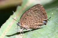 Arhopala barami-6451- Chulabhorn - 3/02/26