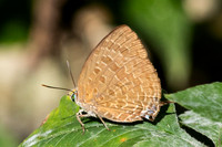 Arhopala eumolphus--6- Chulabhorn 10- 29/01/26