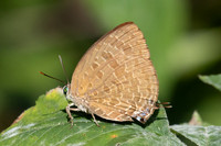Arhopala eumolphus--14- Chulabhorn 10- 29/01//26