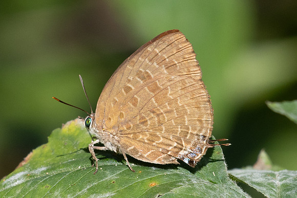Arhopala eumolphus--14- Chulabhorn 10- 29/01//26