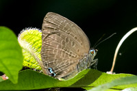 Arhopala epimuta-11 -Chulabhorn 10 - 3/02/26