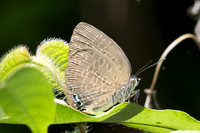 Arhopala epimuta-15 - Chulabhorn 10 - 3/02/26