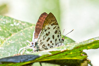 Drupadia scaeva--3 - Chulabhorn 10 - 3/02/26