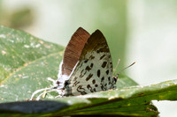 Drupadia scaeva--2 - Chulabhorn 10 - 3/02/26