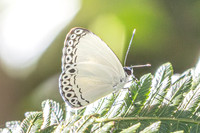Lycaenopsis haraldus-