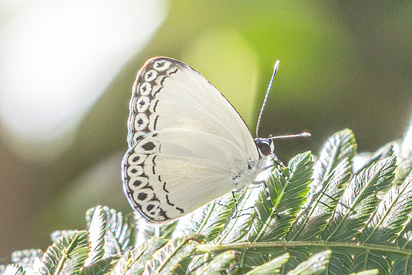 Lycaenopsis haraldus-