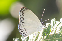 Lycaenopsis haraldus--19 - Chulabhorn 10 -  3/02/26