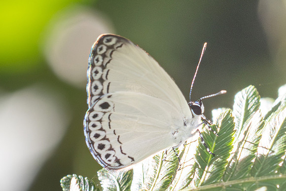 Lycaenopsis haraldus--19 - Chulabhorn 10 -  3/02/26
