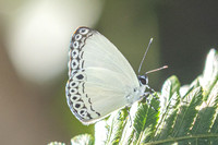 Lycaenopsis haraldus--14 Chulabhorn 10 -  3/02/26