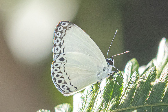 Lycaenopsis haraldus--14 Chulabhorn 10 -  3/02/26