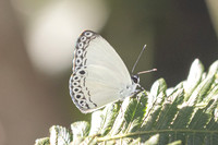 Lycaenopsis haraldus--17
