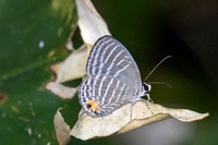Jamides malaccanus-23 - Chulabhorn 10 -  1/02/26