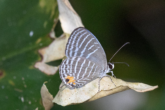 Jamides malaccanus-23 - Chulabhorn 10 -  1/02/26