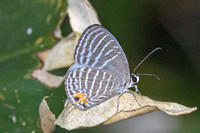 Jamides malaccanus-22 - Chulabhorn 10 -  1/02/26