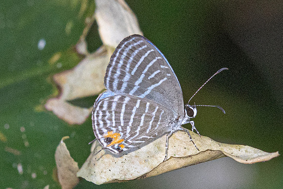 Jamides malaccanus-22 - Chulabhorn 10 -  1/02/26