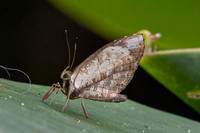 Miletus gallus gallus-5- Chulabhorn 10 -  29/01/26