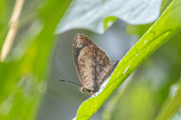 Miletus gallus gallus--36- Chulabhorn 10 -  29/01/26