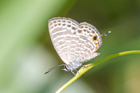 Nacaduba kurava--8- Chulabhorn 10 -  29/01/26