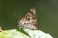 Niphanda cymbia cymbia-Chulabhorn 10 -  3/02/26