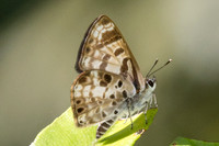 Niphanda cymbia cymbia--20 - Chulabhorn 10 -  3/02/26