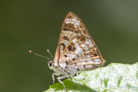 Niphanda cymbia cymbia--15 - Chulabhorn 10 -  3/02/26