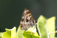 Niphanda cymbia cymbia--5- Chulabhorn 10 -  3/02/26