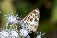 Niphanda cymbia--4 - Chulabhorn 10 -  3/02/26