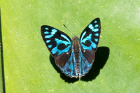 Poritia philota--19 - Chulabhorn 10 -  3/02/26