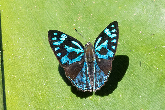 Poritia philota--19 - Chulabhorn 10 -  3/02/26